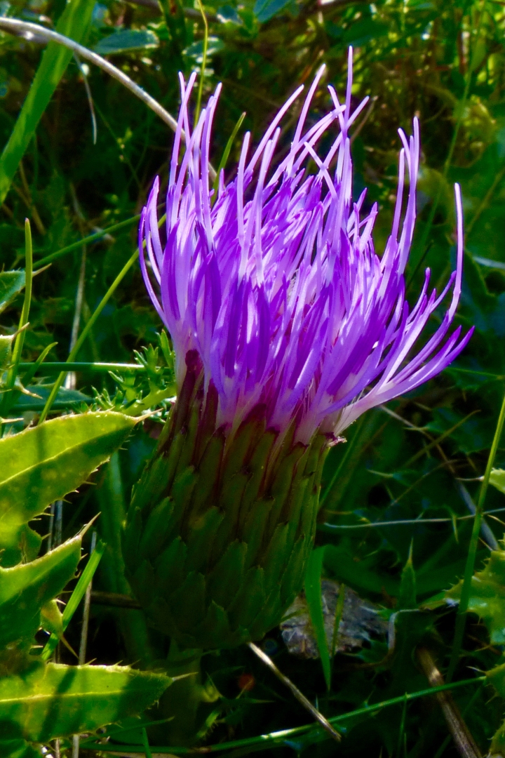 Stengellose Kratzdiestel 25 Stengellose Kratzdiestel
