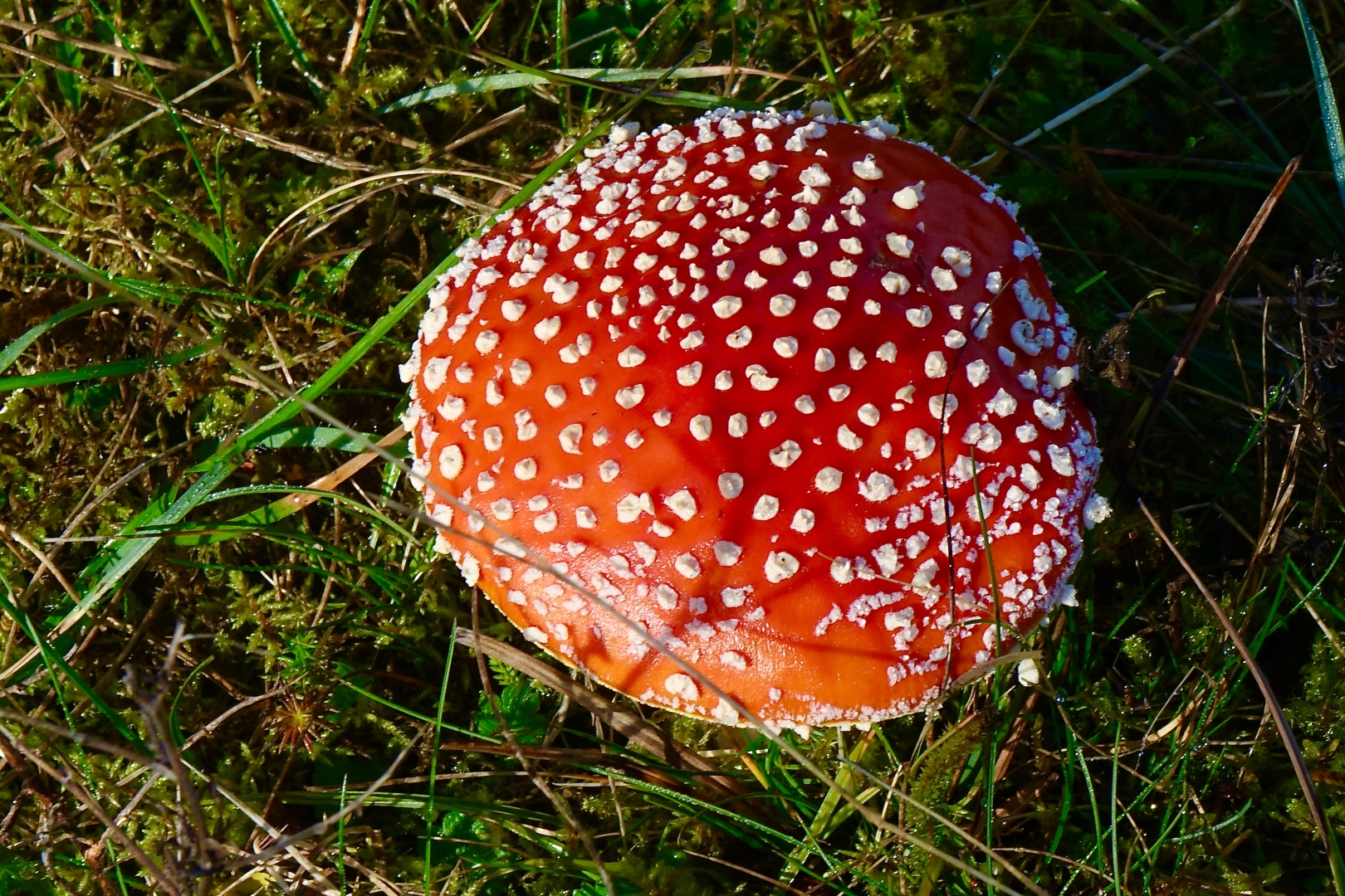 Fliegenpilz 28 Fliegenpilz