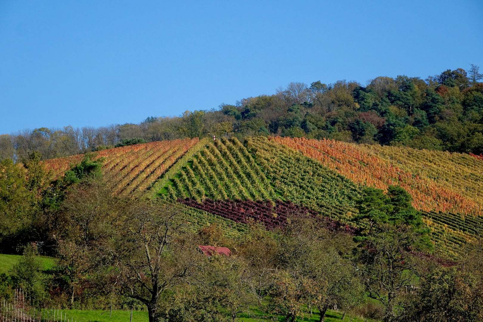 Bunte Weinberge bei Geddelsbach 39 Bunte Weinberge bei Geddelsbach
