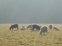 11 Herbststimmung