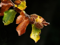 17 Buche im Herbst