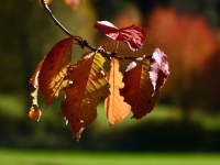 18 Kirschlaub/Herbstfärbung