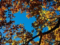 21 Eichenlaub im Herbst