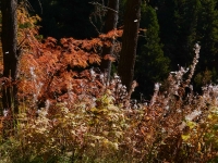22 Herbstliches Potpourri