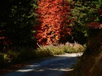 23 Buche im Herbstlaub (Südtirol)