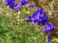26 Herbsteisenhut