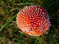 28 Fliegenpilz