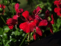 31 Geranienblüte
