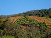 39 Bunte Weinberge bei Geddelsbach