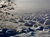 Großseggenbultenbulten (=Büschel) im Stnhmer Ried