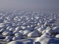 Großseggenbulten (=Büschel) im Stnhmer Ried