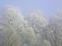 14-Buchen-im-Rauhreif