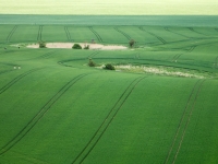 RADENBACH_Werner-Kornfelder