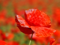 dragomir_rozina-just_red