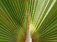 RADENBACH_Werner-Palmblatt