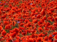 dragomir_rozina-beautiful_fields_of_red