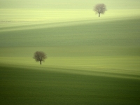 kuhn_kurt-zwei_bäume