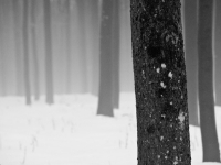 2009.03.13 Schneeschmelze-DSC09812