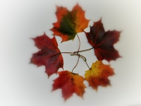 Autumn colors