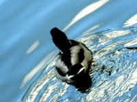 Swimming in blue_Bildgröße ändern