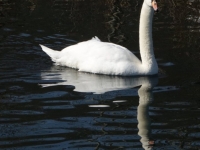 Dietz-Werner_Schwan-auf-der-Brenz
