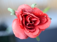 Scherer-Gerold_Kunstblume-A