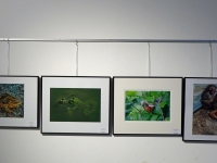 zAusstellung St. Pölten 21