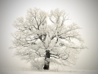 Bolheim-Raureifbaum+Vignette-5905