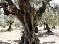 __lbaum-Mistras_3672
