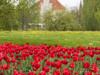 Brenzpark-Rotes Band-6004cr