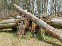 Dietz-3