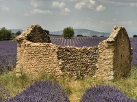 cabanon_Kurt_Kuhn
